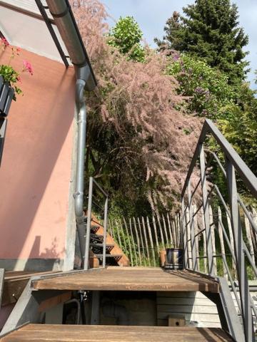 Alte Schlosserei Leistadt Bad Dürkheim Exterior foto